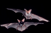 southwest U.S. spotted bats